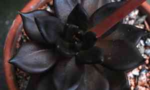 Black echeveria(Echeveria affinis)