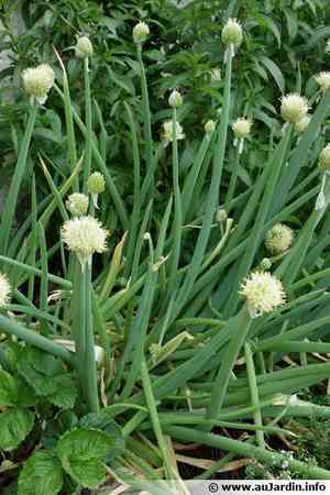 Welsh onion(Allium fistulosum)