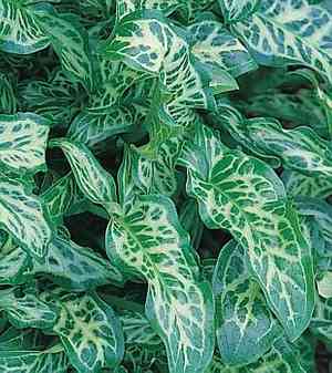 Italian arum(Arum italicum)