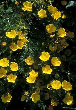 Austrian brier(Rosa foetida)