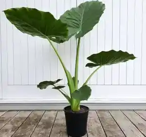Giant taro(Alocasia macrorrhizos)