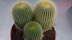 Parodia lenninghausii(Parodia lenninghausii)