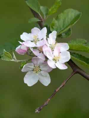 Malus domestica(Malus domestica)
