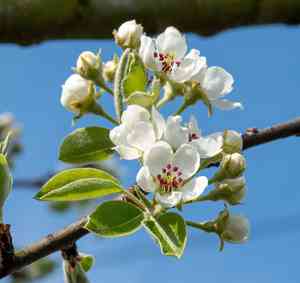 Common pear(Pyrus communis)