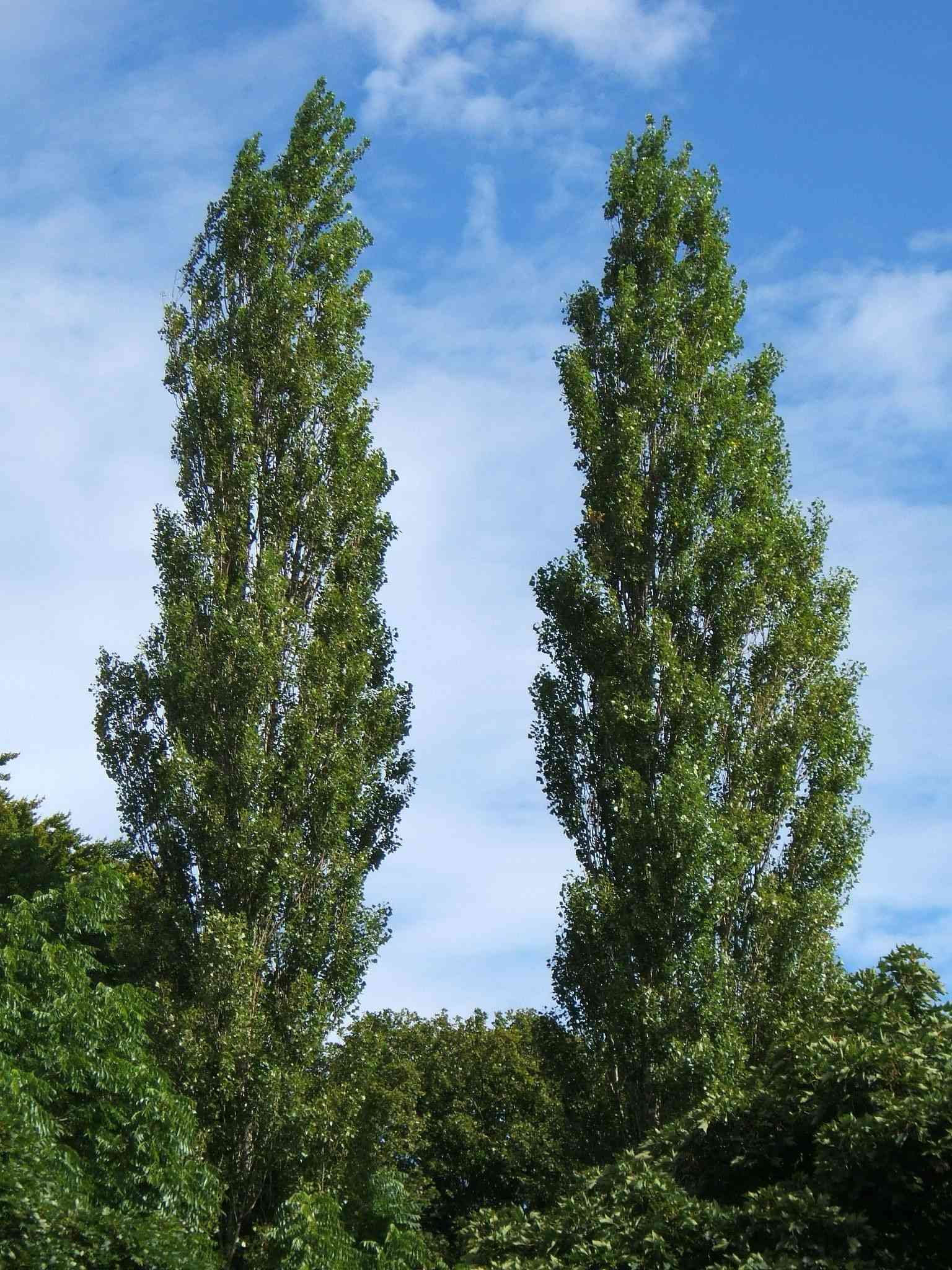 Black poplar(Populus nigra)
