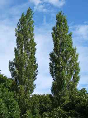 Black poplar(Populus nigra)