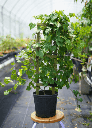 Muscadine(Vitis rotundifolia)