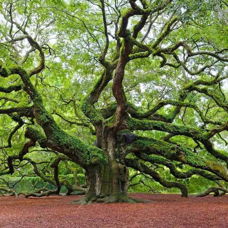 Live oak(Quercus virginiana)