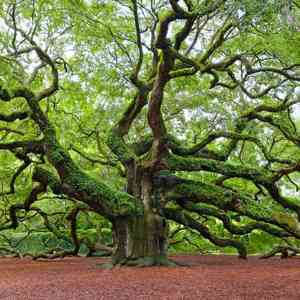 Live oak(Quercus virginiana)