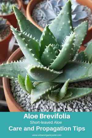 Aloe brevifolia(Aloe brevifolia)