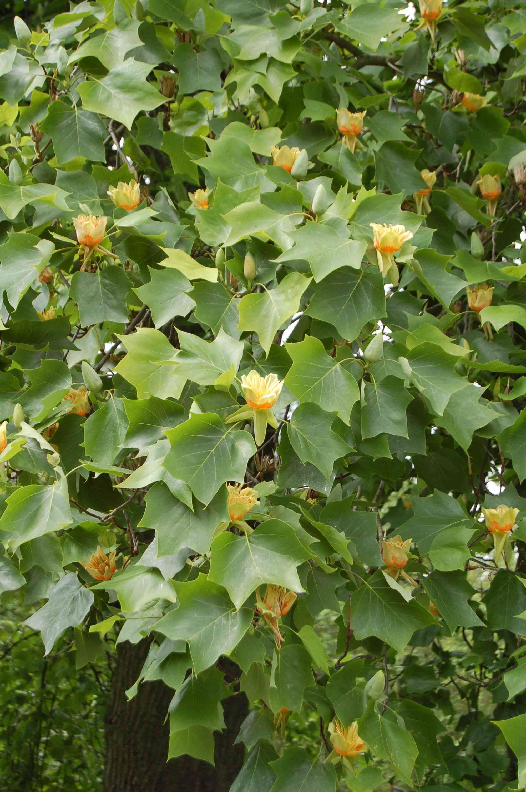 Tulip poplar(Liriodendron tulipifera)