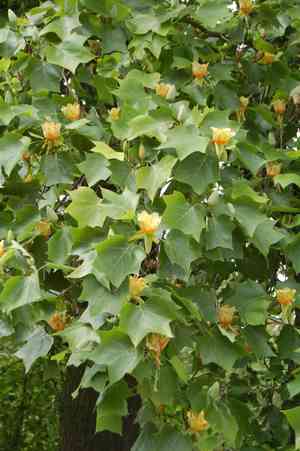 Tulip poplar(Liriodendron tulipifera)