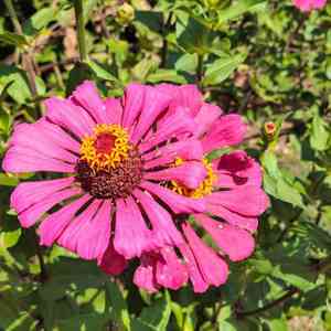 Zinnia peruviana(Zinnia peruviana)