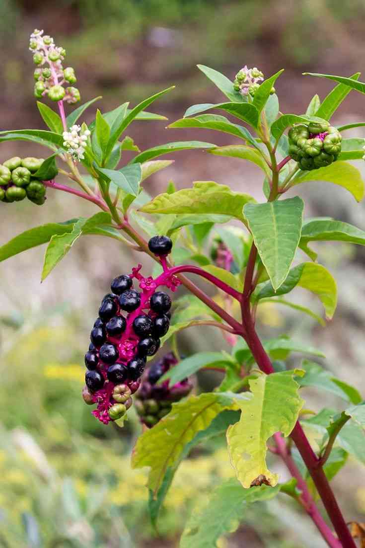 Pokeweed(Phytolacca americana)