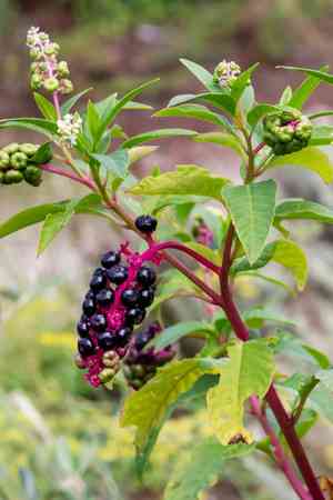 Pokeweed(Phytolacca americana)