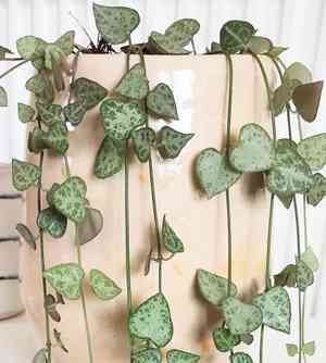 Ceropegia woodii(Ceropegia woodii)