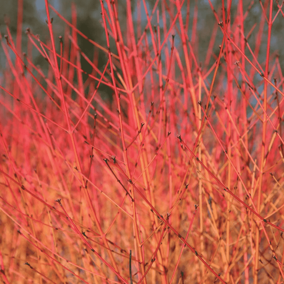Cornus sanguinea(Cornus sanguinea)