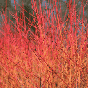 Cornus sanguinea(Cornus sanguinea)