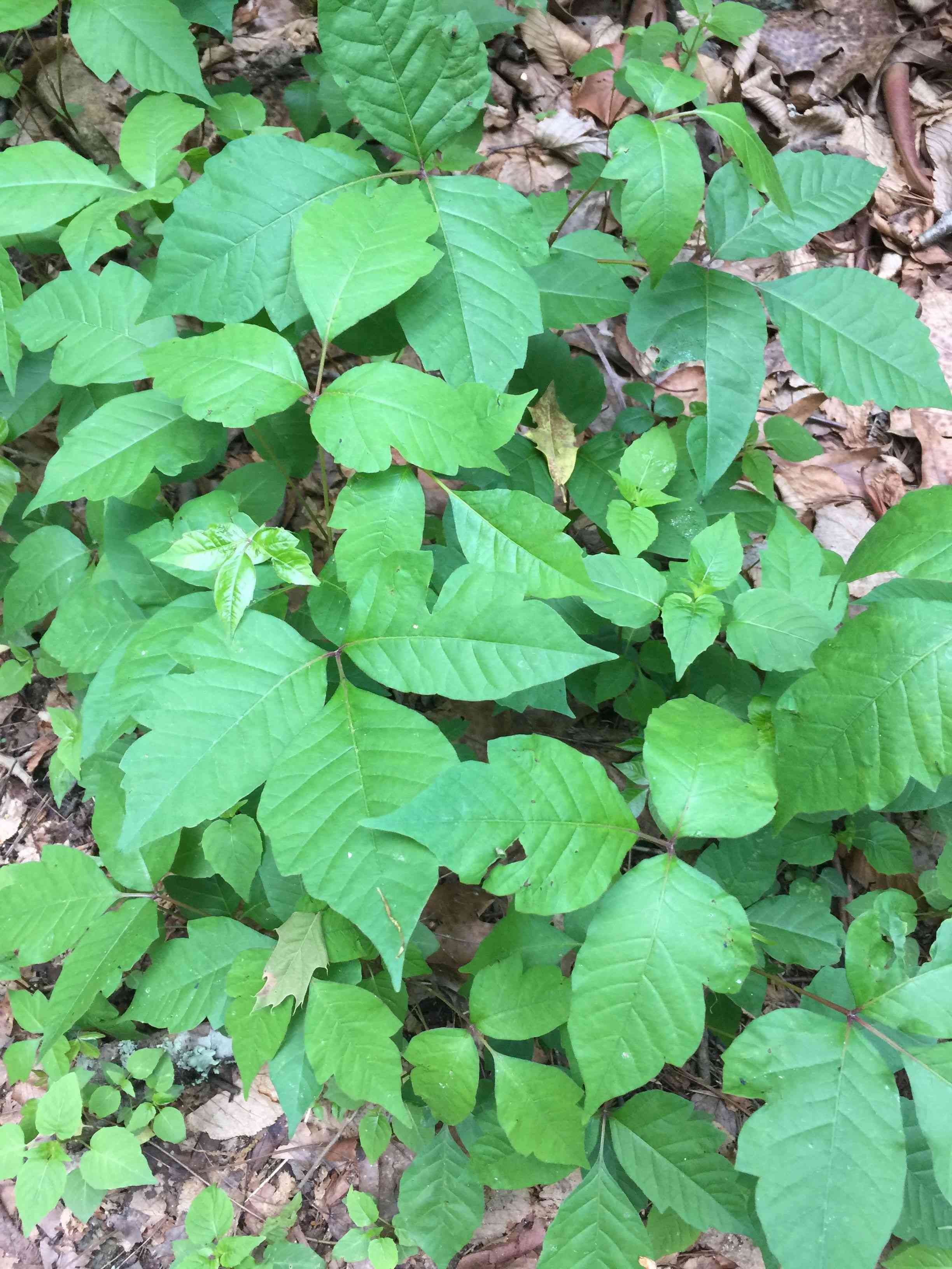 Poison ivy(Toxicodendron radicans)
