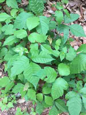 Poison ivy(Toxicodendron radicans)