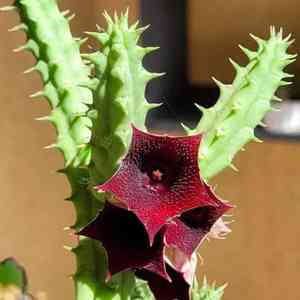 Huernia macrocarpa(Huernia macrocarpa)