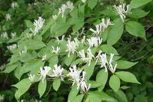 Amur honeysuckle(Lonicera maackii)