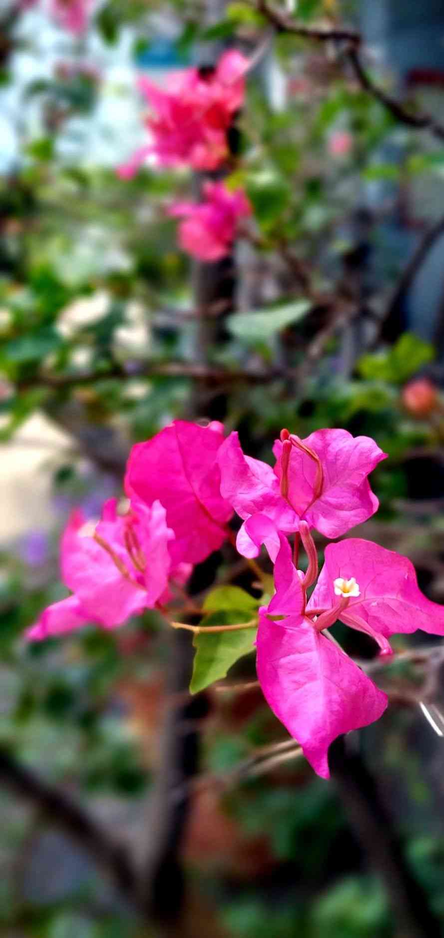 Paperflower(Bougainvillea glabra)