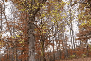 Red mulberry(Morus rubra)