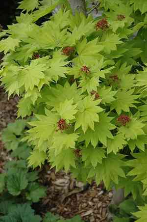 Fullmoon maple(Acer japonicum)