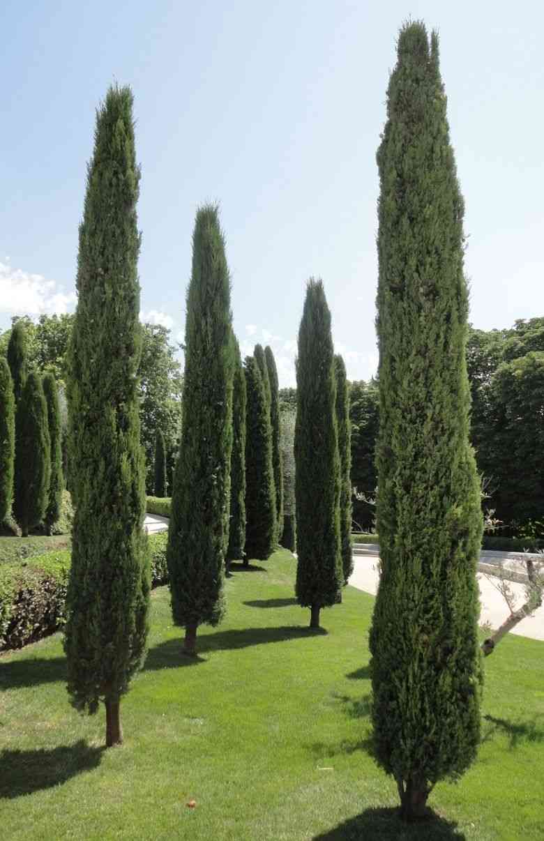 Mediterranean cypress(Cupressus sempervirens)