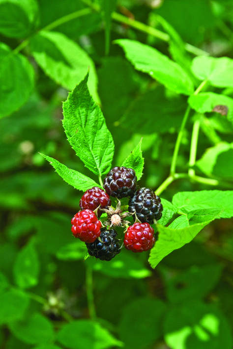 Black raspberry(Rubus occidentalis)