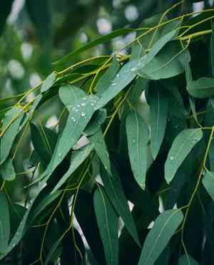 Tasmanian blue gum(Eucalyptus globulus)