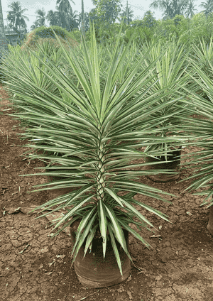 Aloe yucca(Yucca aloifolia)