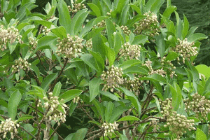 Shoebutton(Ardisia elliptica)