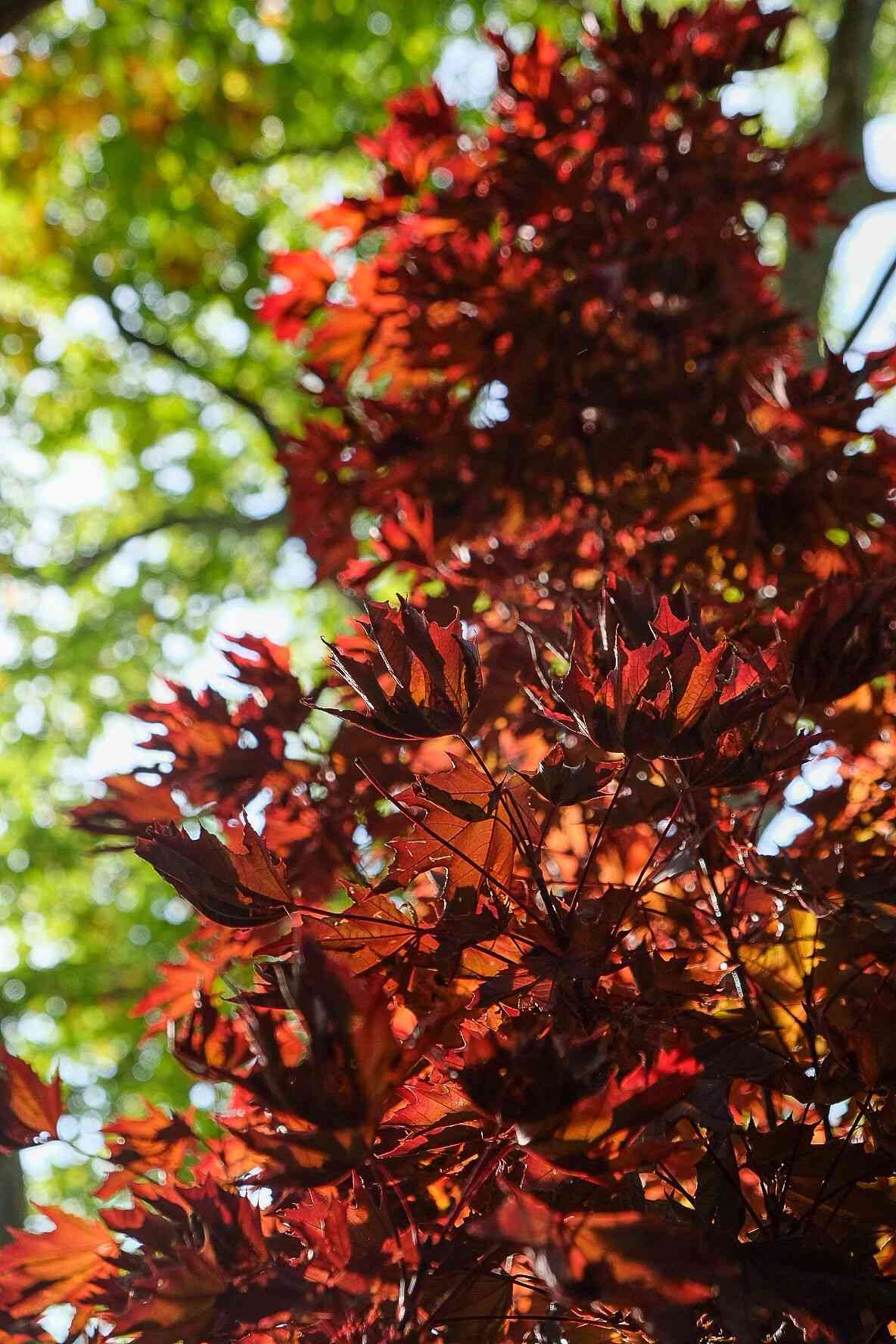 Norway maple(Acer platanoides)