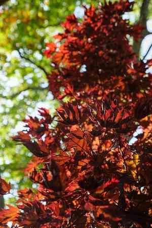 Norway maple(Acer platanoides)