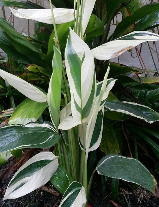 Arrowroot (Maranta arundinacea) Care Guide: Pests, Diseases, Watering ...