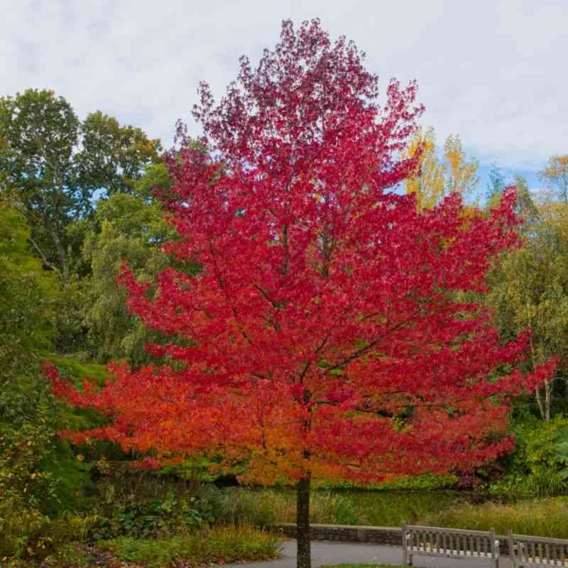Sweetgum(Liquidambar styraciflua)
