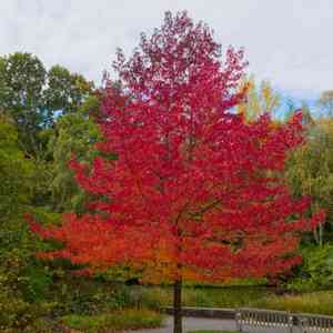 Sweetgum(Liquidambar styraciflua)