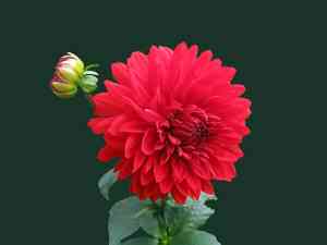 Garden dahlia(Dahlia pinnata)