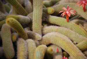 Golden rat tail(Cleistocactus winteri)