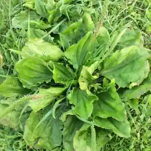 Blackseed plantain(Plantago rugelii)