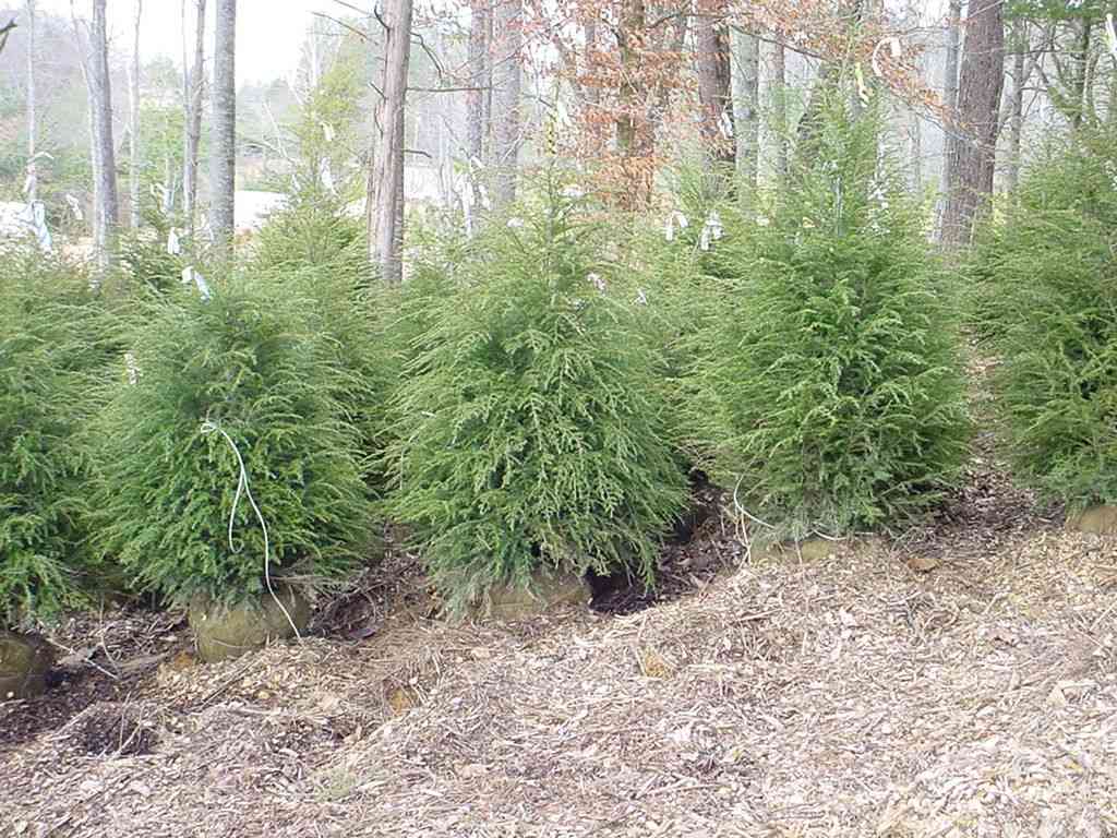 Eastern hemlock(Tsuga canadensis)