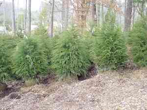 Eastern hemlock(Tsuga canadensis)