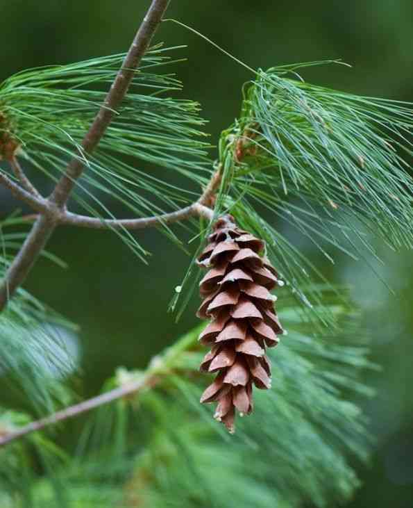 Eastern white pine(Pinus strobus)