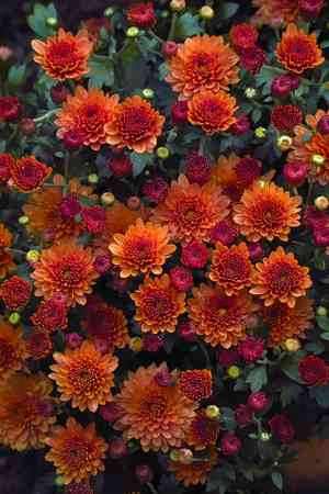 Indian chrysanthemum(Chrysanthemum indicum)