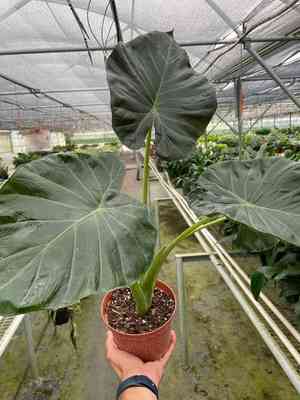 Alocasia reginula(Alocasia reginula)