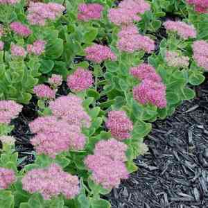 Showy stonecrop(Hylotelephium spectabile)