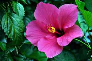 Hibiscus fragilis(Hibiscus fragilis)