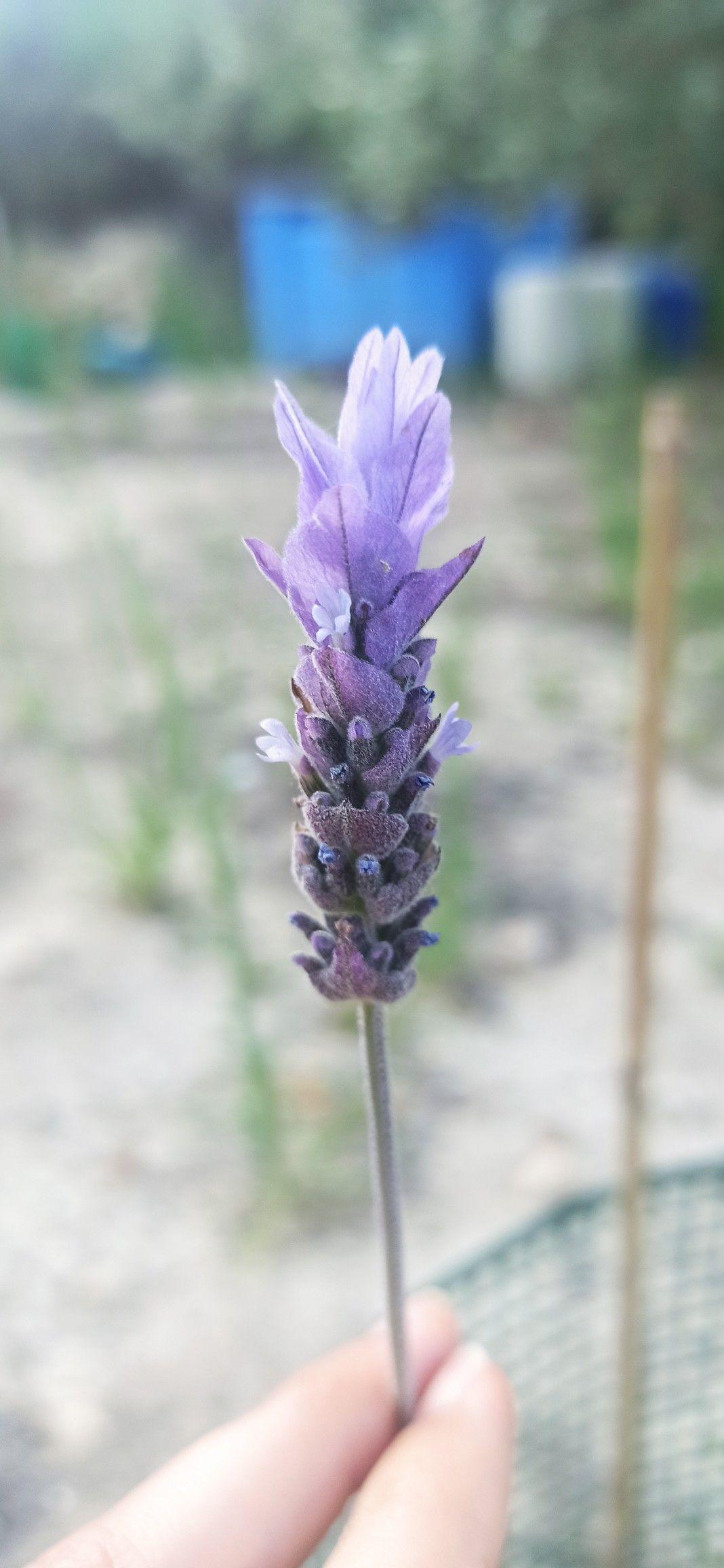 French lavender
